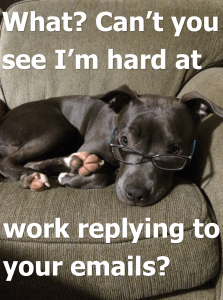 prudence the pitbull replies to emails contact us